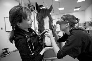 vet students with horse