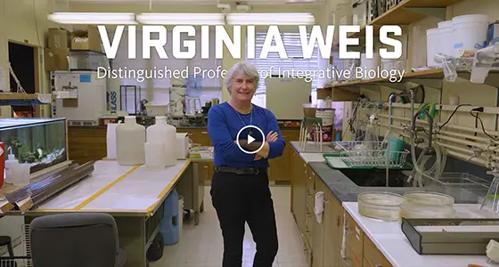 video link to intro of Virginia Weiss, 2019 Distinguished Professor